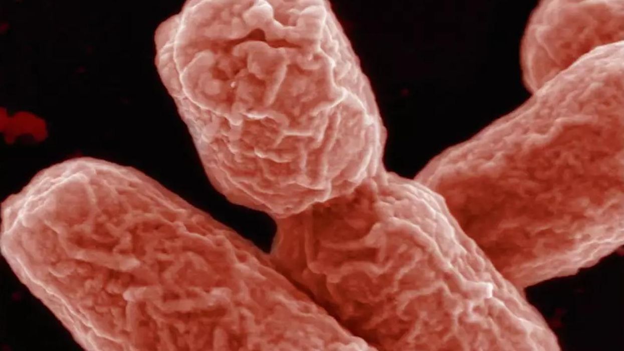 Here's how poo transplants could help stop superbugs