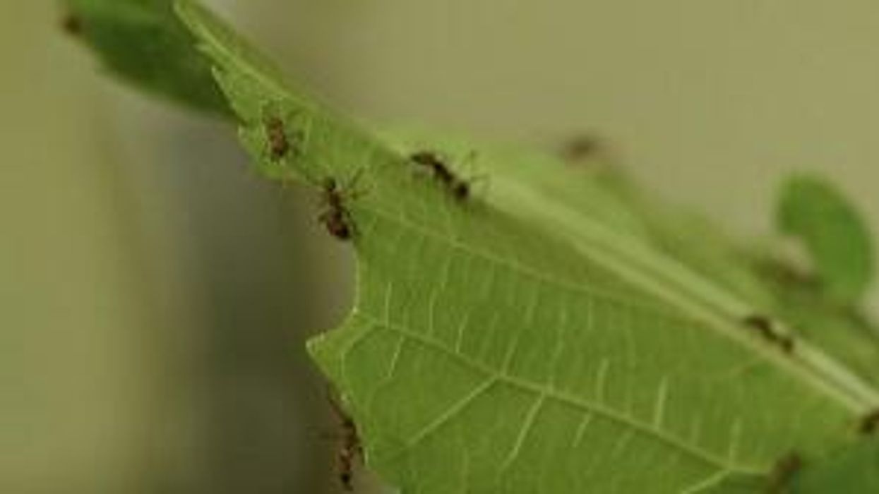 'River of apocalyptic crazy ants' invade Texas and blind rabbits with acid