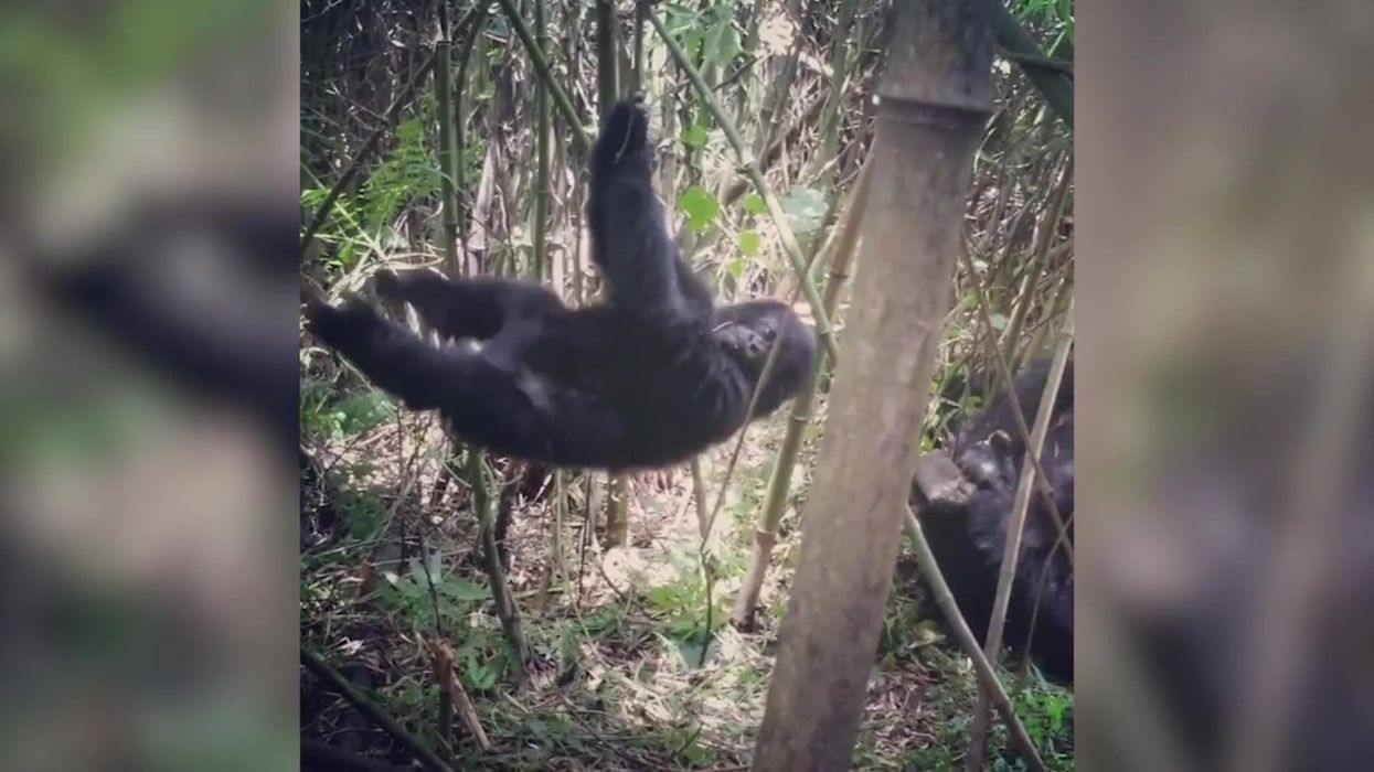 Apes deliberately make themselves dizzy to feel 'escapism', researchers discover