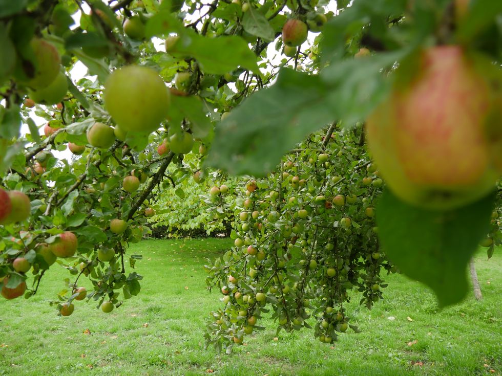 Bumper crops of apples and pumpkins despite drought and record hot summer