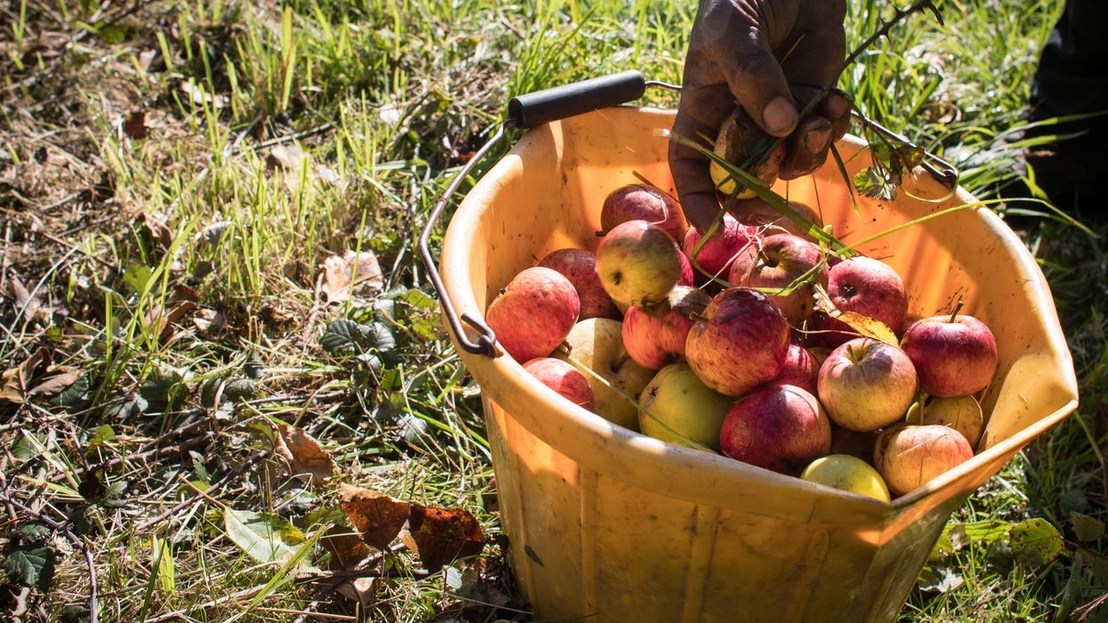 <p>Apple picking in an orchard</p>