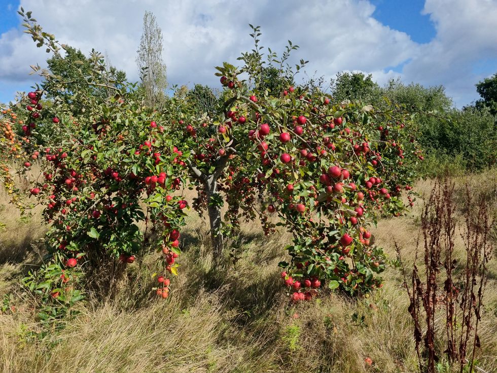 Apple tree laden with red fruit in an orchard