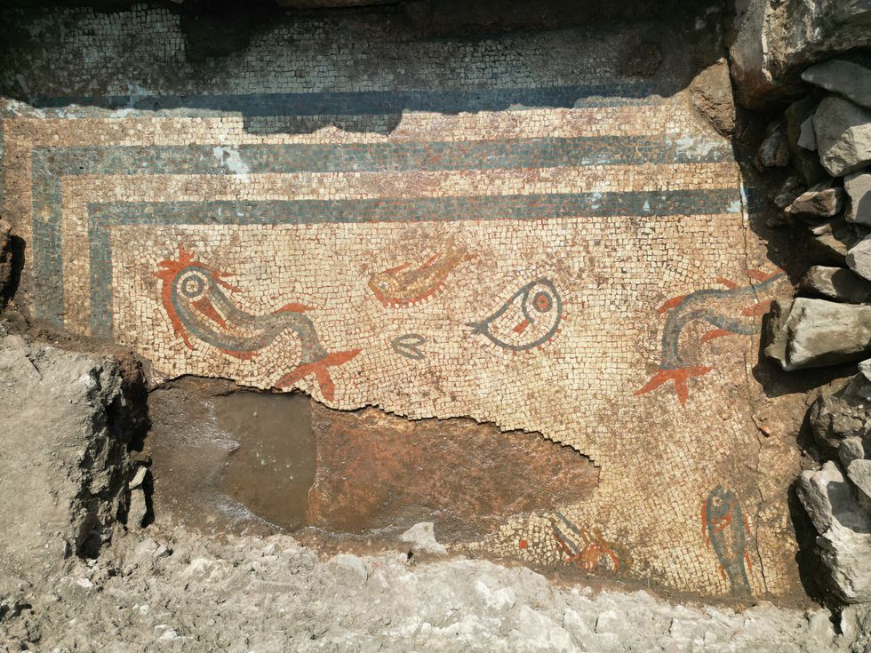 ‘Beautiful’ Roman mosaic depicting dolphins and fish uncovered in Shropshire dig