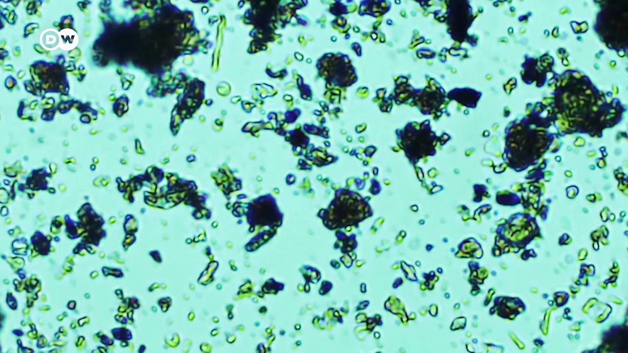 Scientists discover mystery organism in lake that contains secrets of evolution