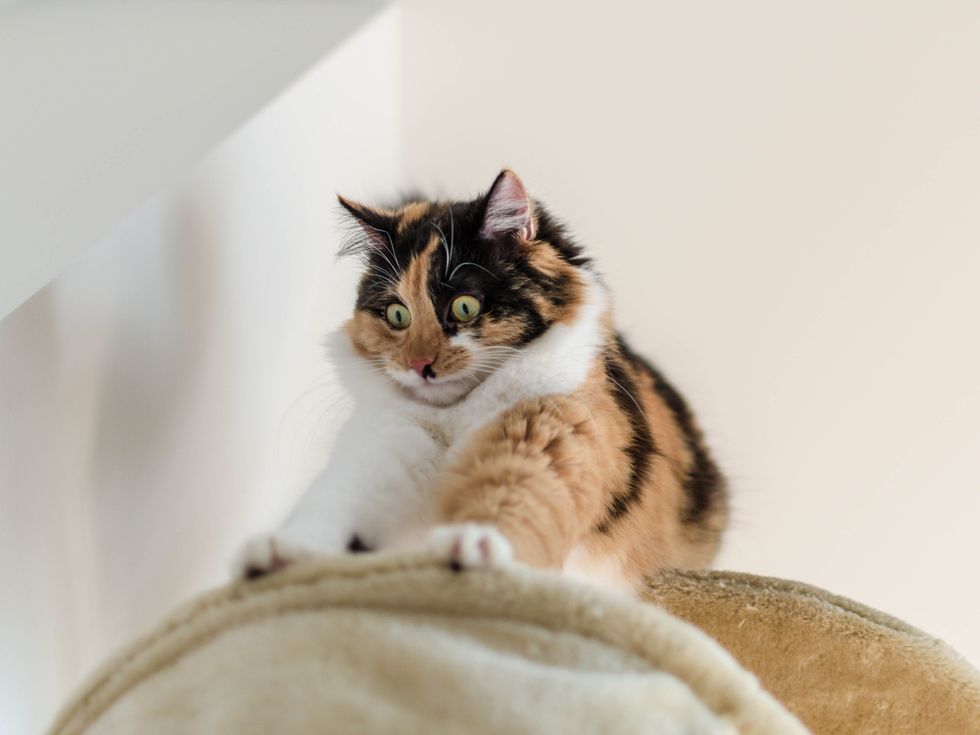 Are you stressing your cat out?