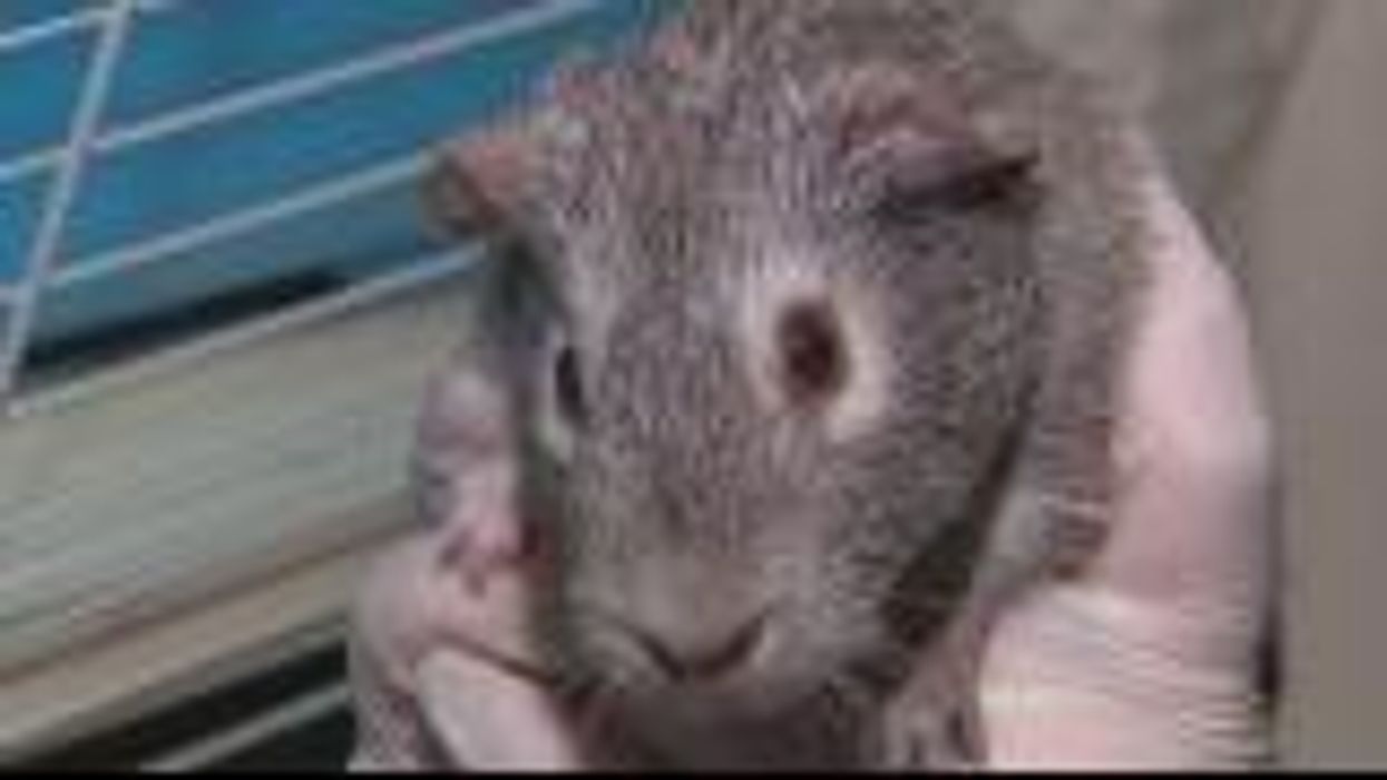 All the US states where bestiality is still legal