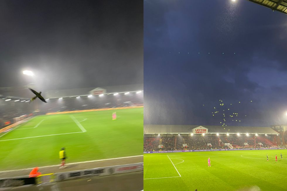 You’re only here for the parrots, fans chant as birds swarm Leyton Orient pitch