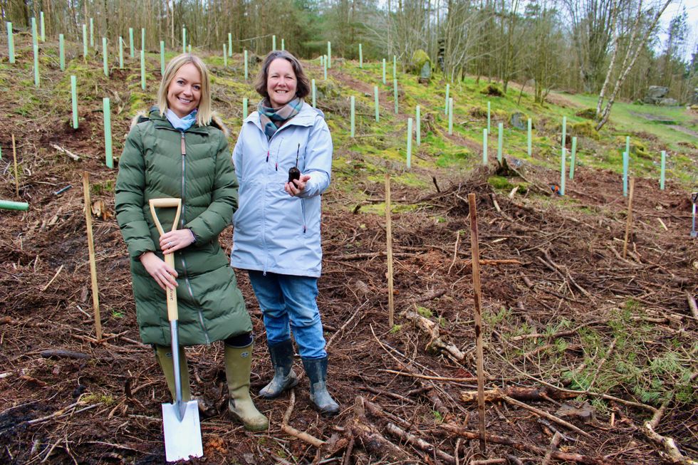 Artist creates woodland trail in memory of Sycamore Gap tree