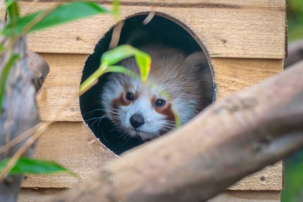 Hand-reared endangered red panda cub takes first steps in new habitat
