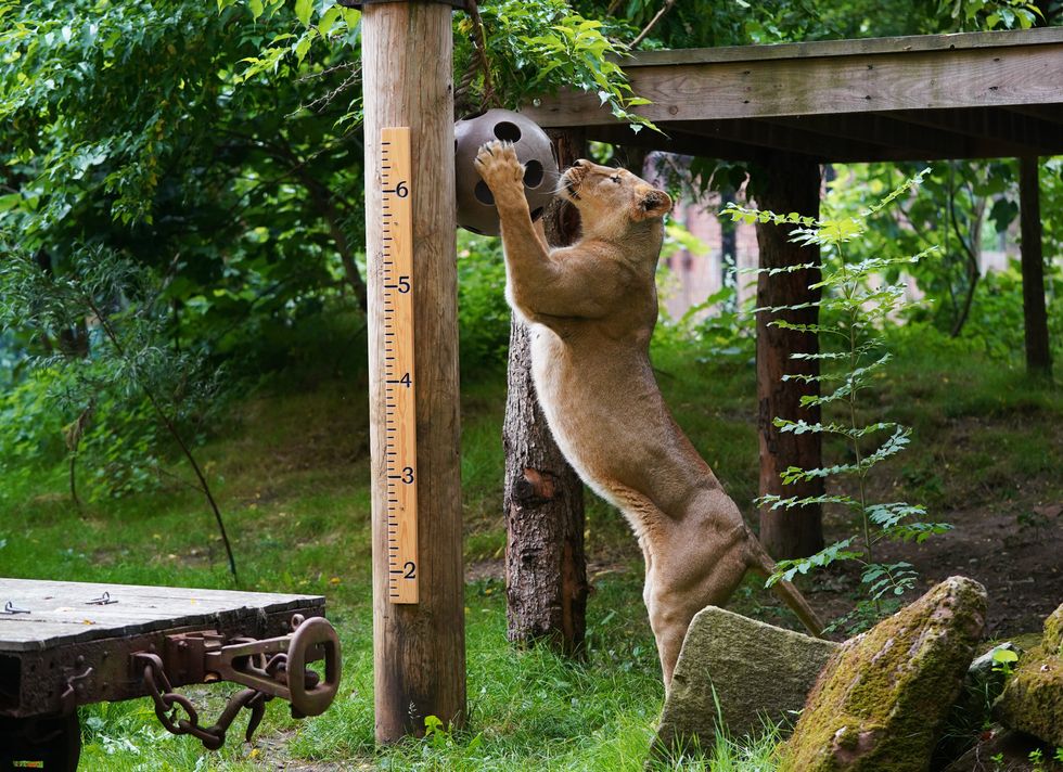 Asiatic lioness Arya plays ball during the annual weigh-in at ZSL London Zoo (Yui Mok/PA)