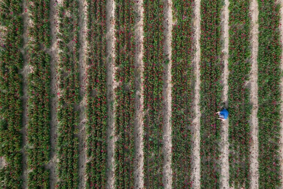 Asters in bloom in Lincolnshire