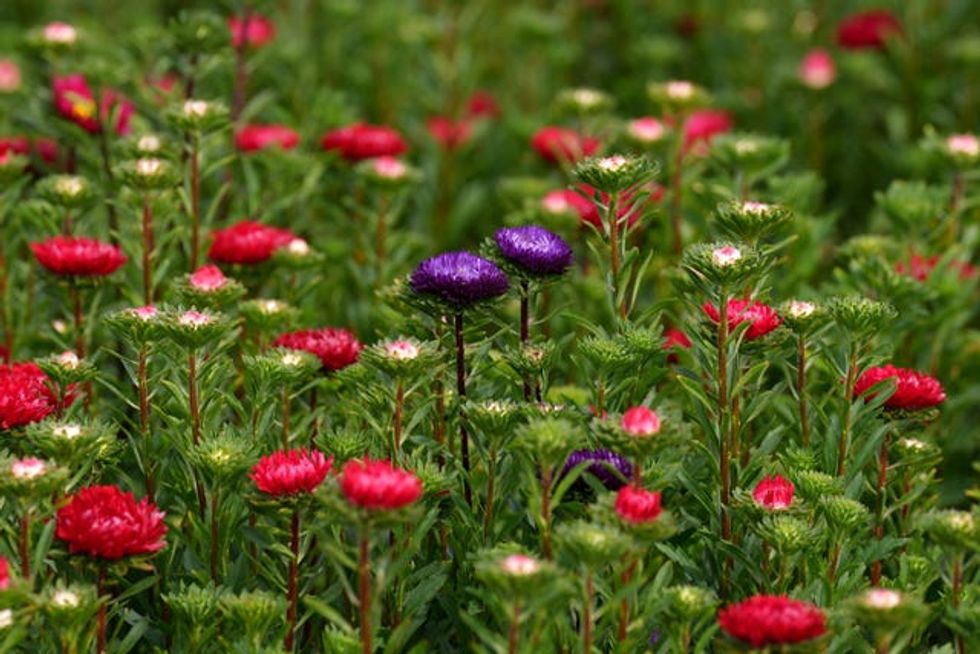 Asters in bloom in Lincolnshire