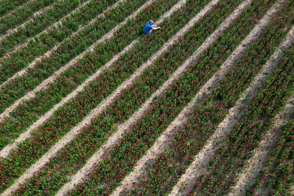 Asters in bloom in Lincolnshire