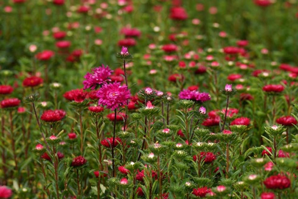Asters in bloom in Lincolnshire