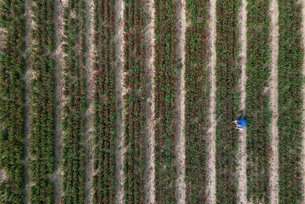 Asters in bloom in Lincolnshire