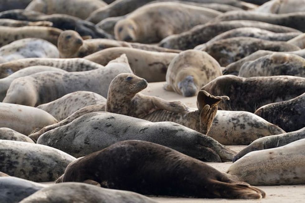 Atlantic grey seal annual moult \u2013 Norfolk