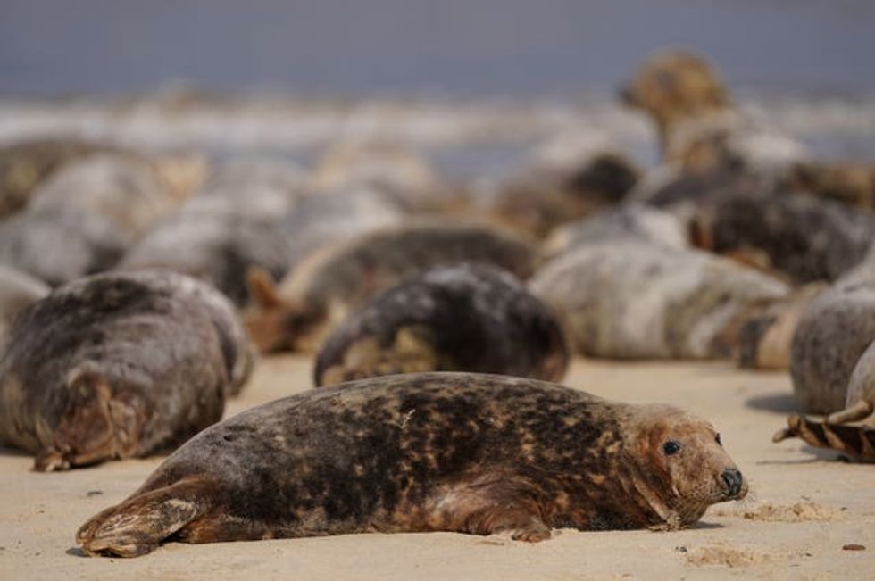 Atlantic grey seal annual moult \u2013 Norfolk