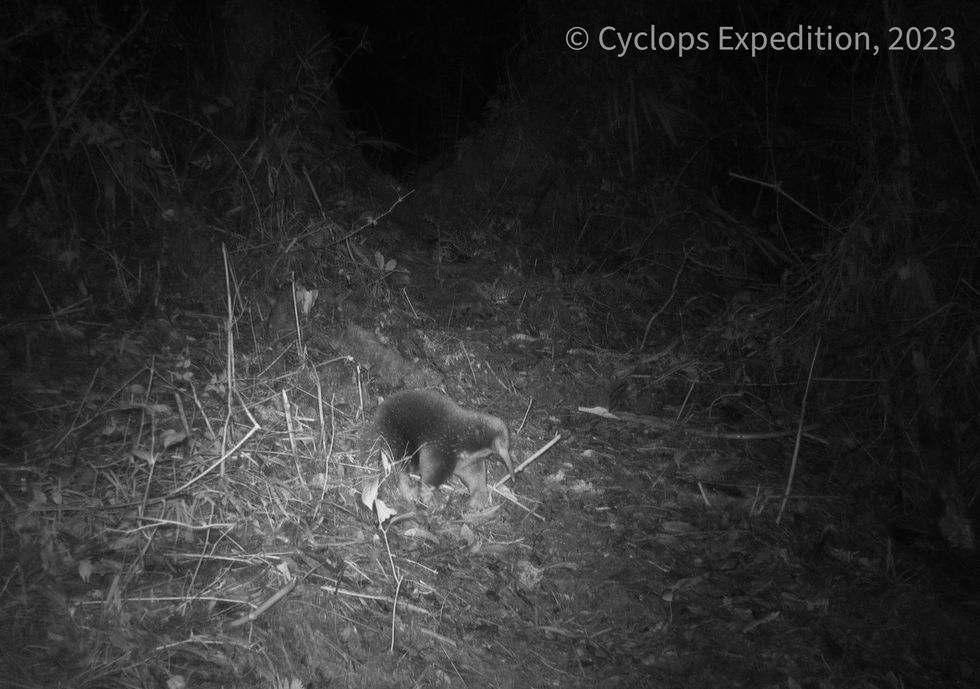 Rare egg-laying mammal named after Attenborough caught on film for first time