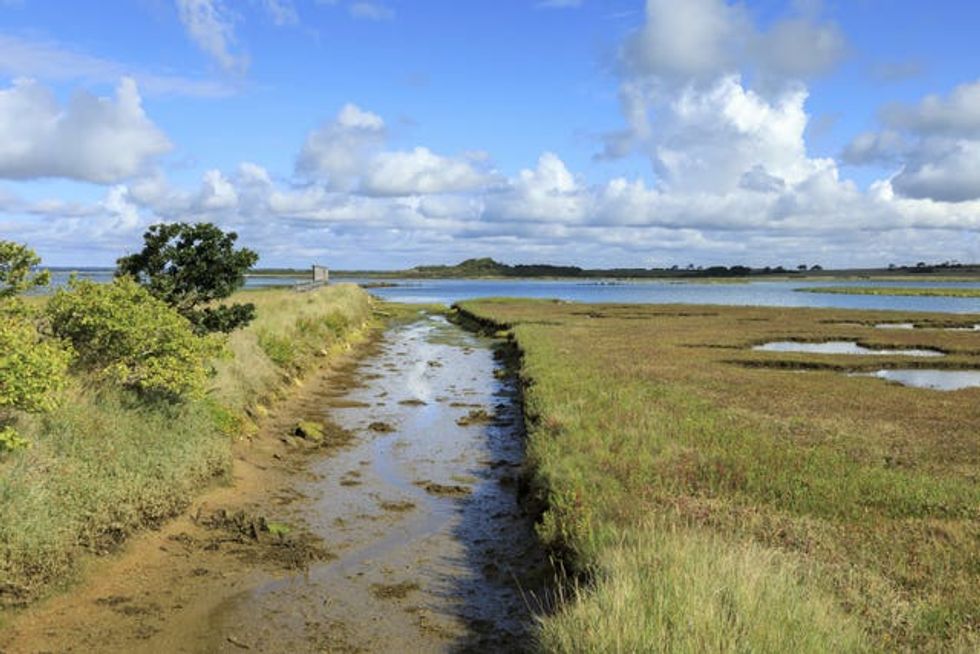 Aulonia albimana rediscovered