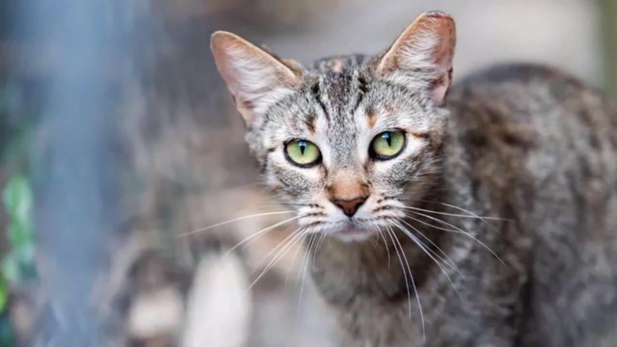 Children urged to kill cats for cash prize in 'extreme' hunting competition