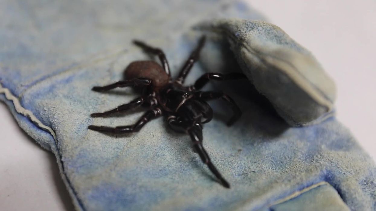 Hand-sized spiders that can walk on water are spreading across UK