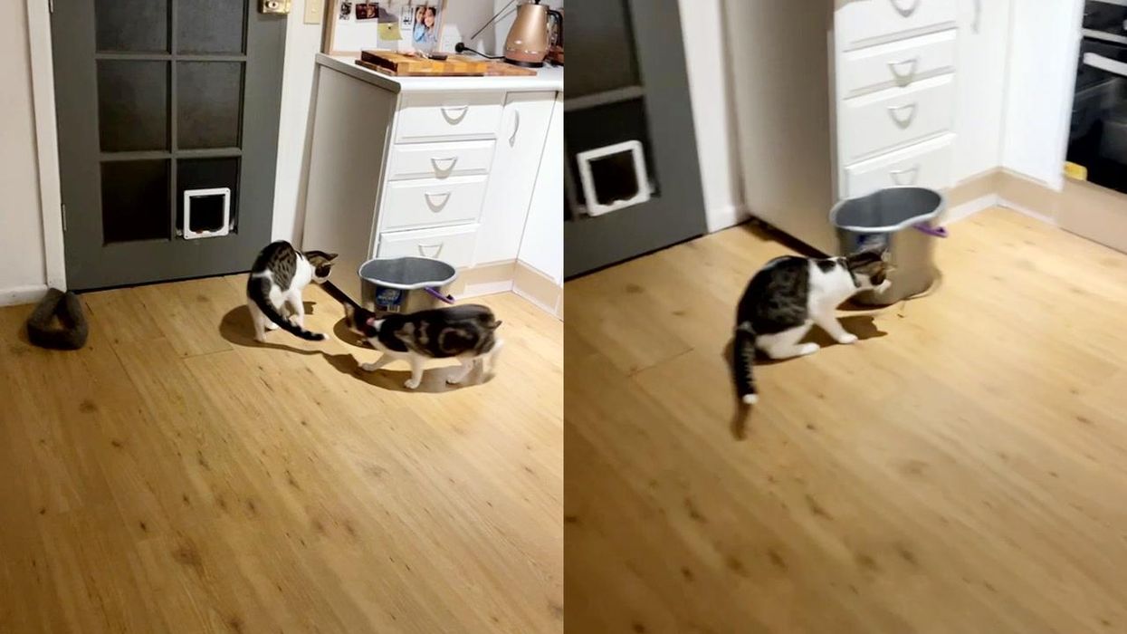 Dead spiders are being turned into robots by scientists