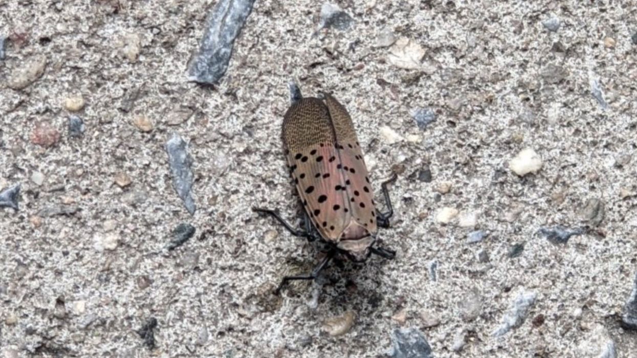 <p>Authorities in some states urge people to kill them on sight </p>