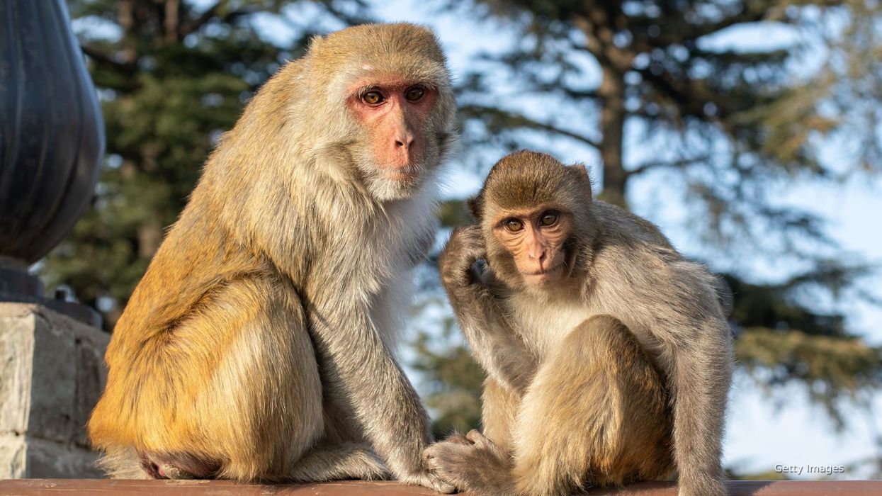 Escaped lab monkeys in South Carolina are reminding the internet of '28 Days Later'