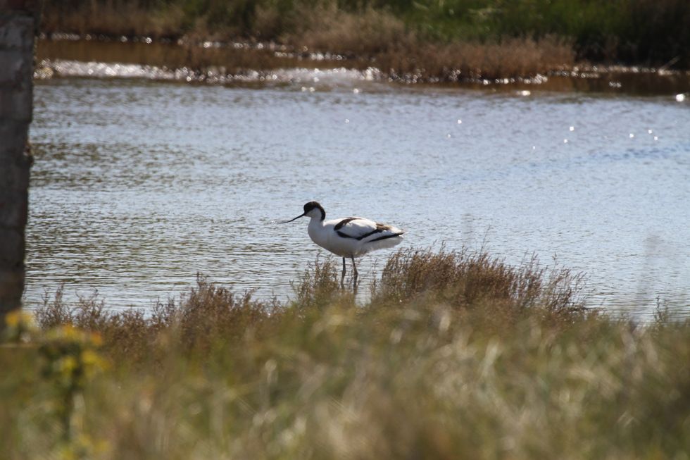 Avocet on Orford Ness (Sam Cooper/National Trust/PA)