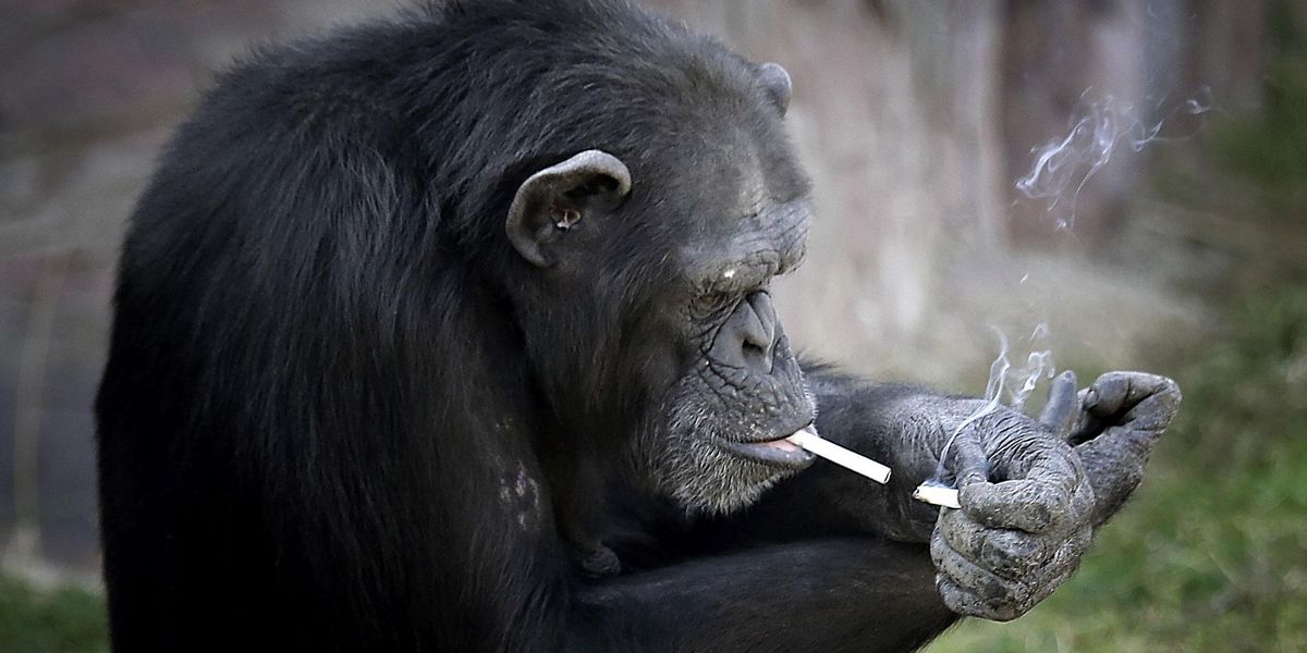 can you smoke cigarettes while on antidepressants Some antidepressants can help people quit smoking, but other medications may offer greater benefits can you smoke cigarettes while on antidepressants Some antidepressants can help people quit smoking, but other medications may offer greater benefits