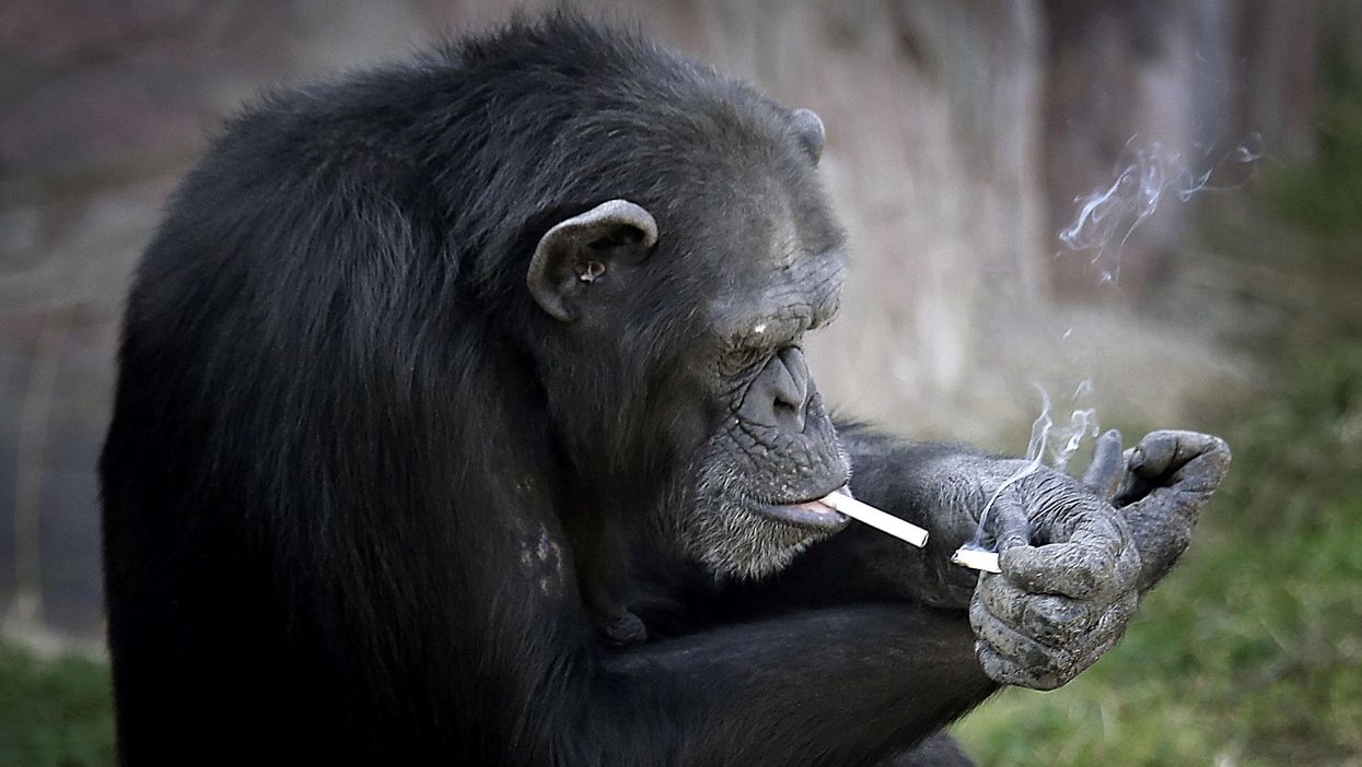 Azalea the chimp lights one cigarette using another at the Central Zoo in Pyongyang, North Korea