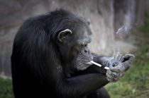 relatives get into cigarette counterfeiting crossword Flim-Flam Man by Jennifer Vogel (Ebook)