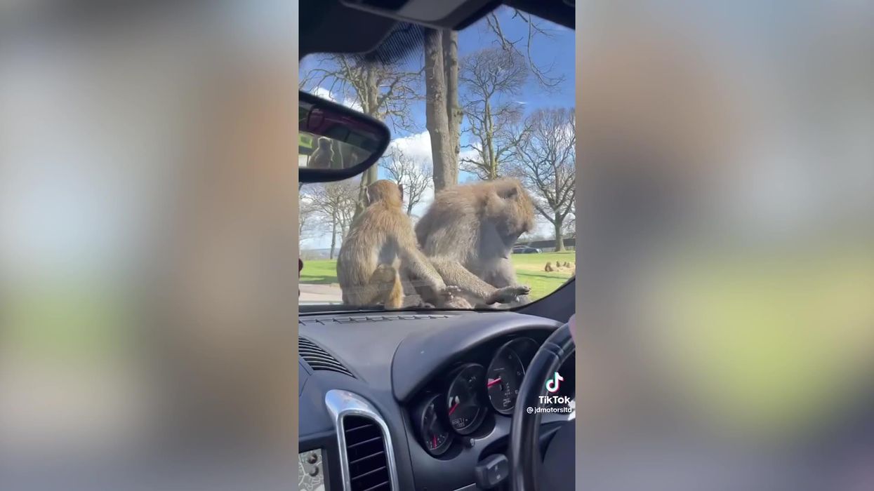 Baboons trash angry dads' Porsche during safari park drive