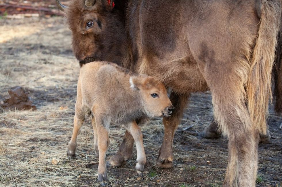 Baby bison