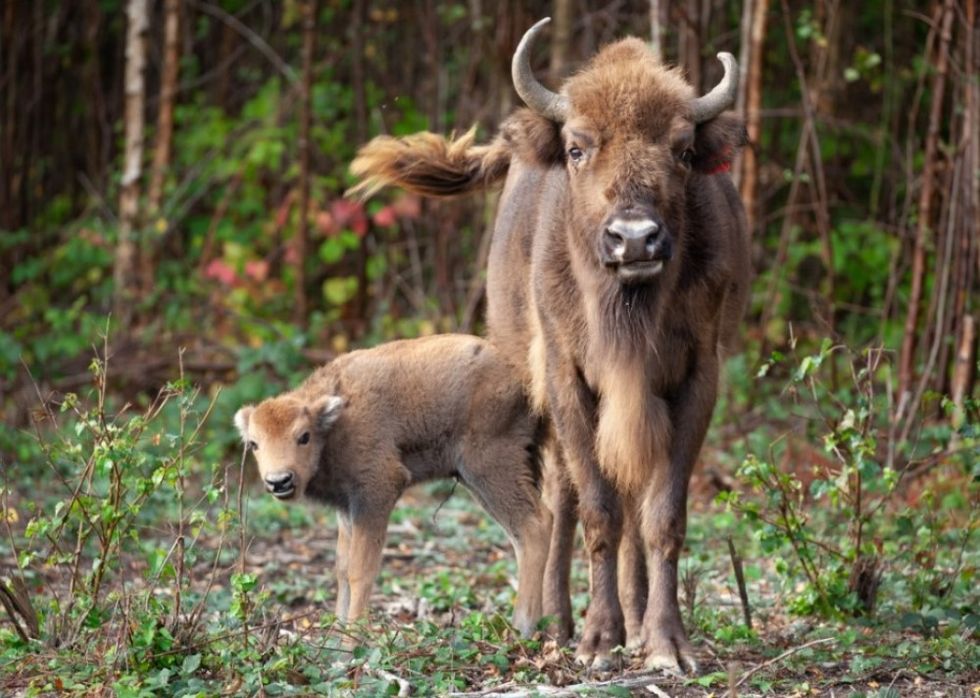 Baby bison