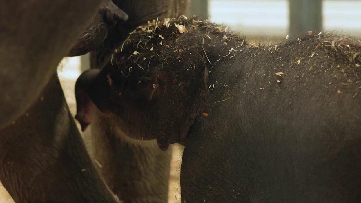 ‘Terrifying’ Kirby the baby elephant tipped to be next Moo Deng