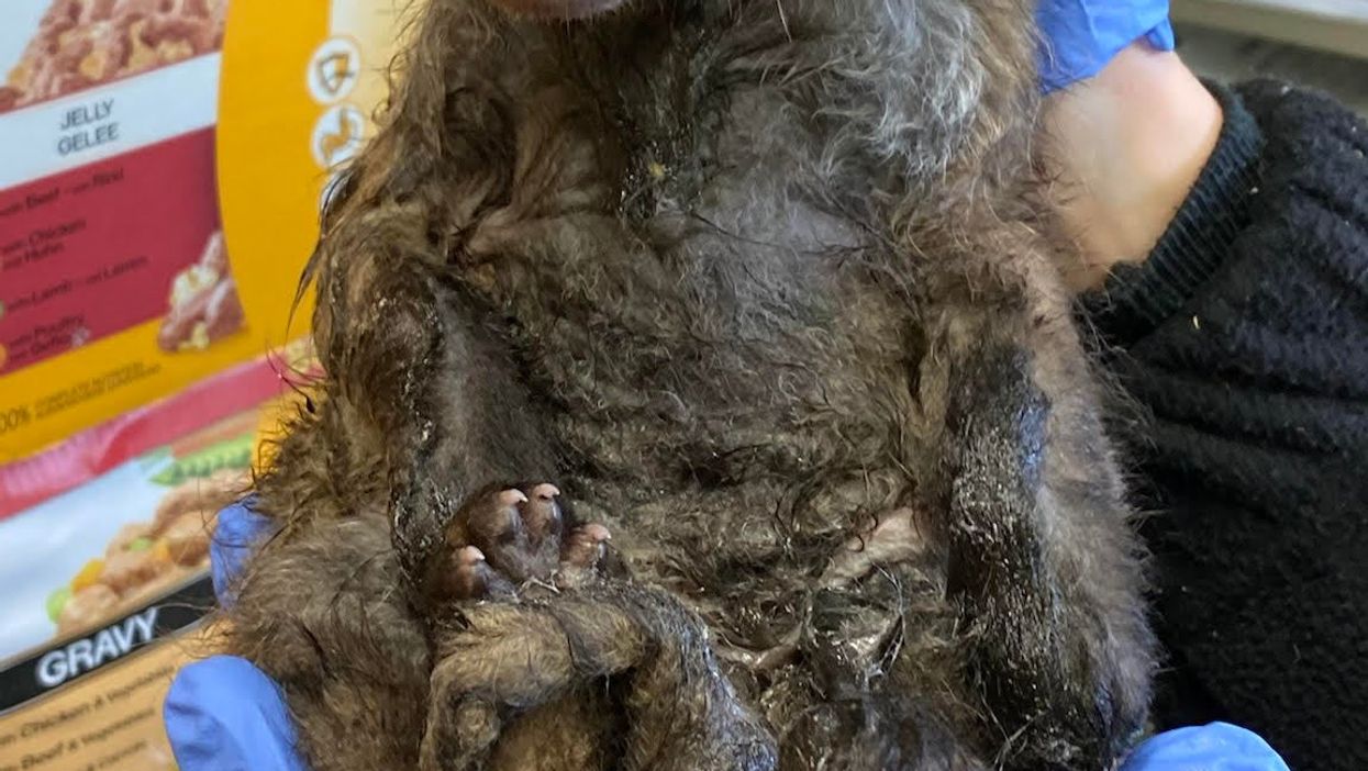 Baby fox named "Sticky" after being rescued from glue trap