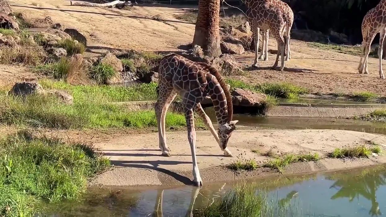 Baby giraffe can't find the right angle to drink water and it's heartbreaking