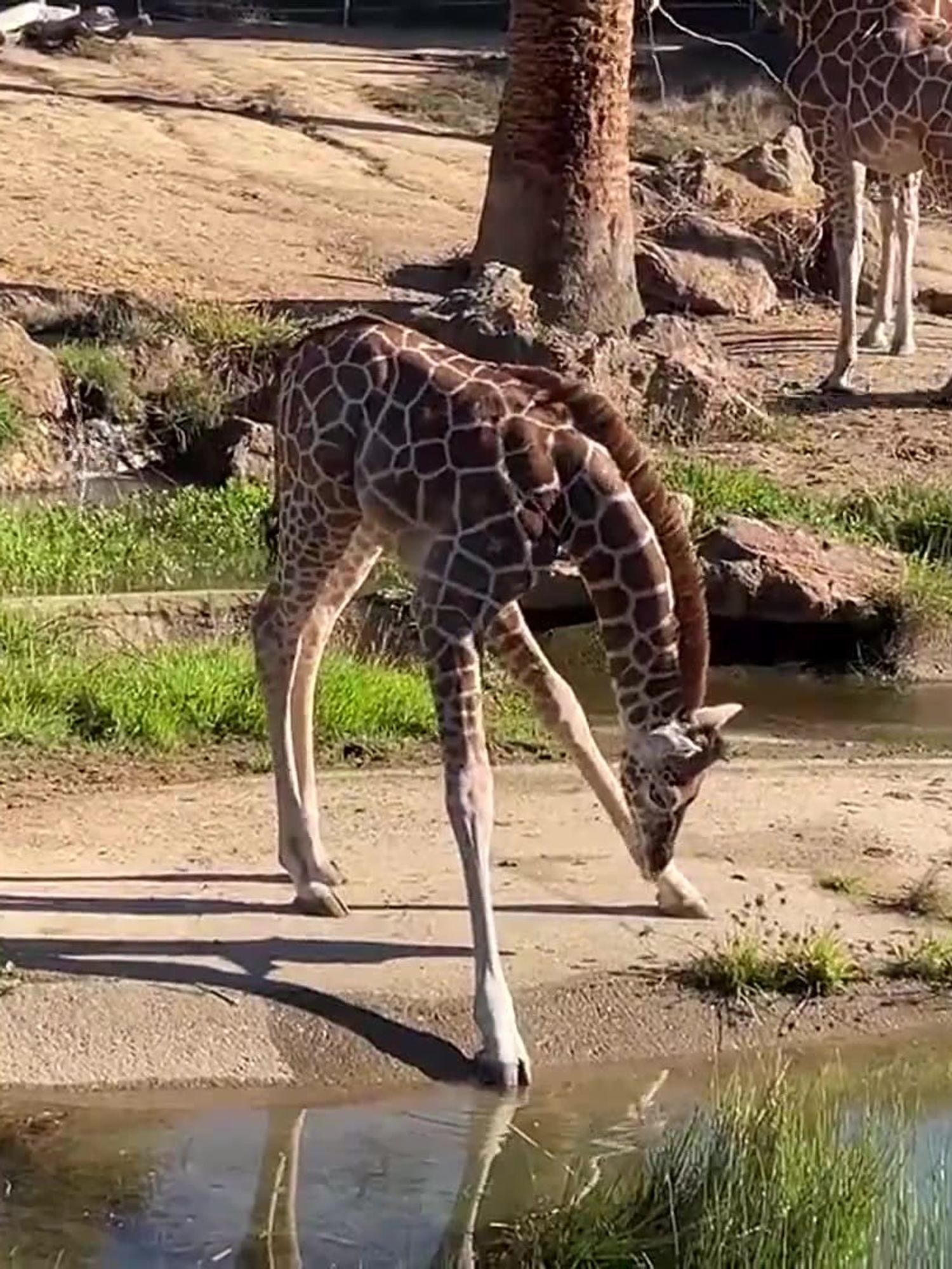 Baby giraffe can't find the right angle to drink water