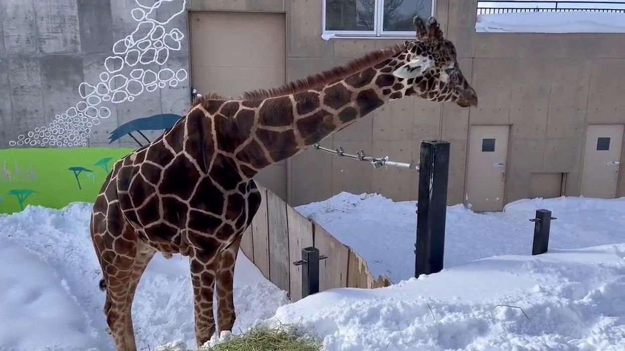 Adorable moment baby giraffe nibbles on snow during cold spell in Japan