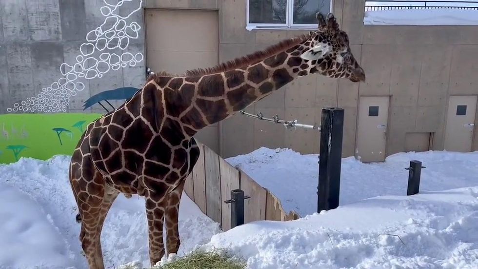 Adorable moment baby giraffe nibbles on snow during cold spell in Japan |  indy100
