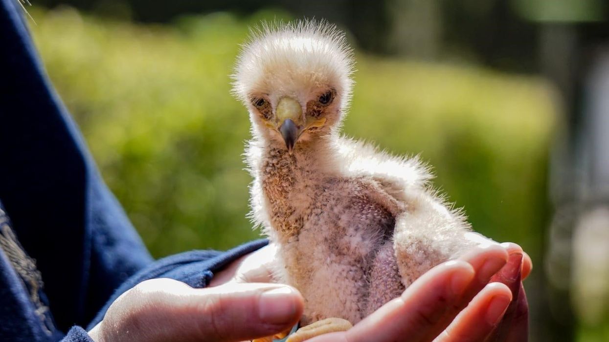 Baby Harris hawk 'Gallo' (Leeds Castle/PA)