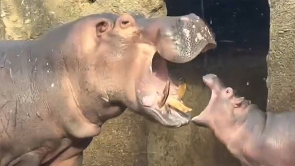 Baby hippo compares its mouth size to father's in adorable clip
