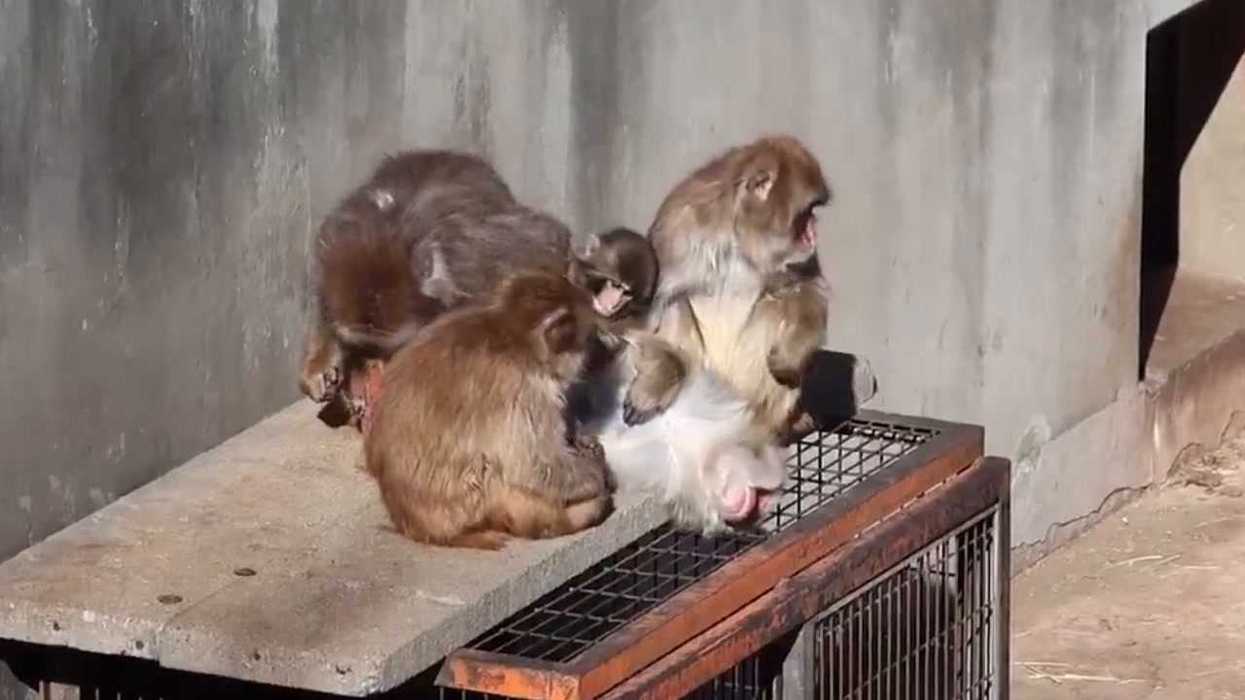 Does Punch the monkey have a girlfriend?