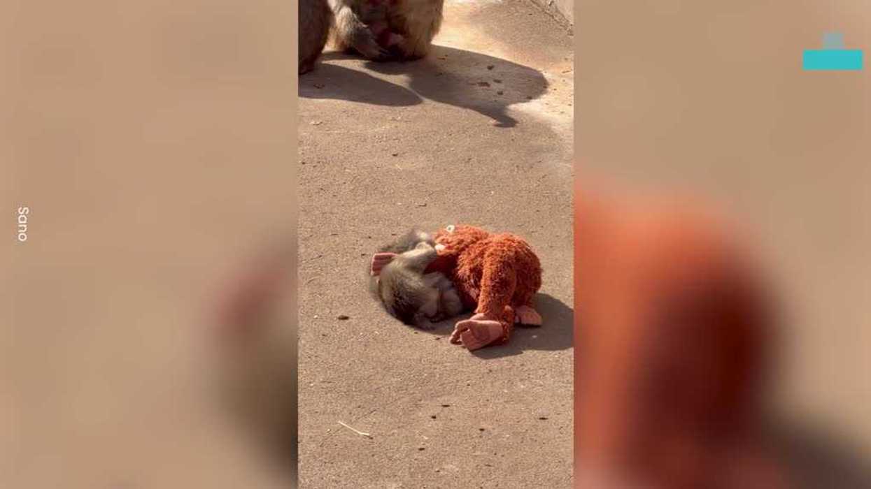 Abandoned baby monkey becomes viral star thanks toy orangutan friendship