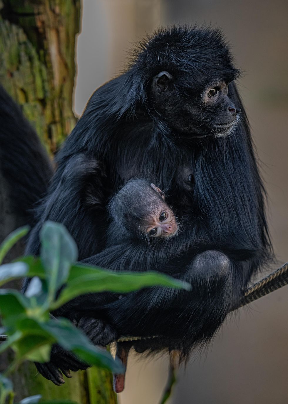 Baby monkey with mother
