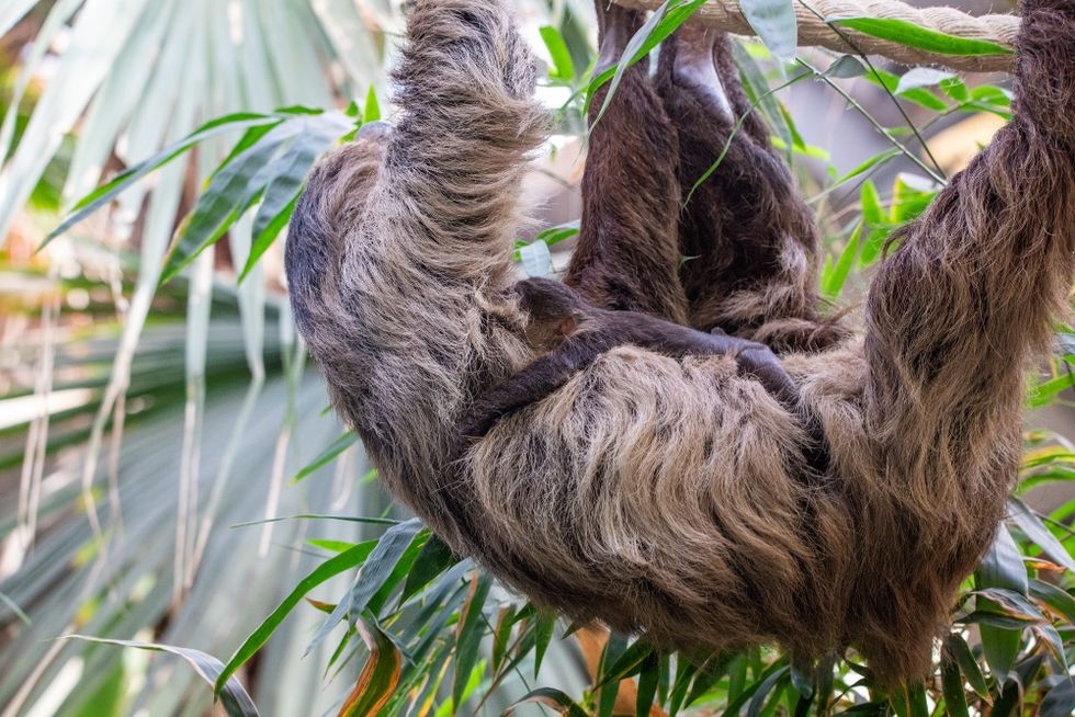Baby sloth clinging to mother's stomach