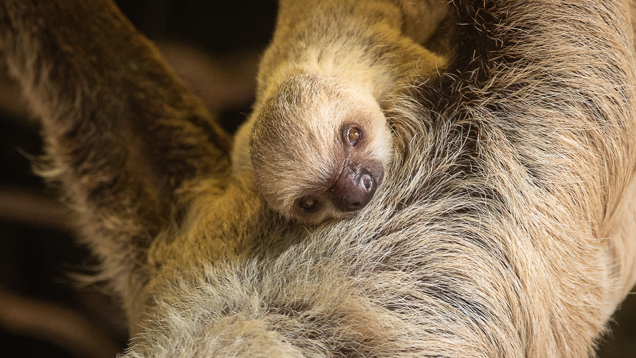 Baby sloth Terry surprised keepers with an uncharacteristically quick birth (Zoological Society of London/PA)