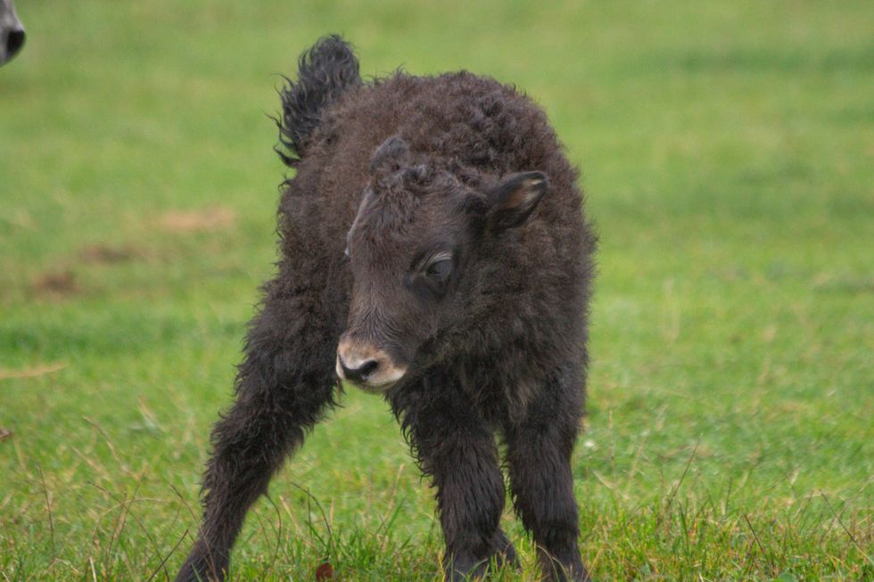 Baby yaks Tonks and Cedric ‘completely captivate’ visitors at Whipsnade Zoo