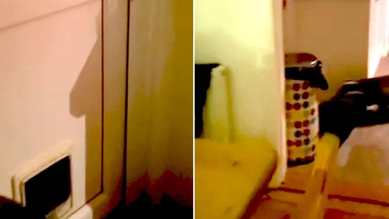 Teenagers are killing badgers for TikTok clout, charities warn